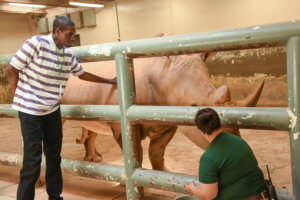 man touching a rhino