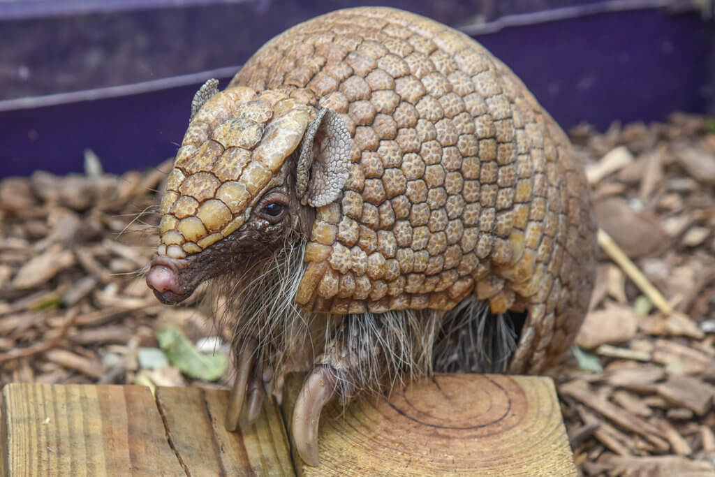 three banded armadillo background