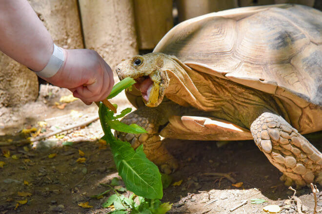 Tortoise Feeding image