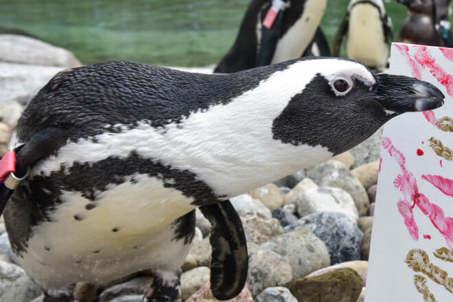 african penguin next to a painted canvas