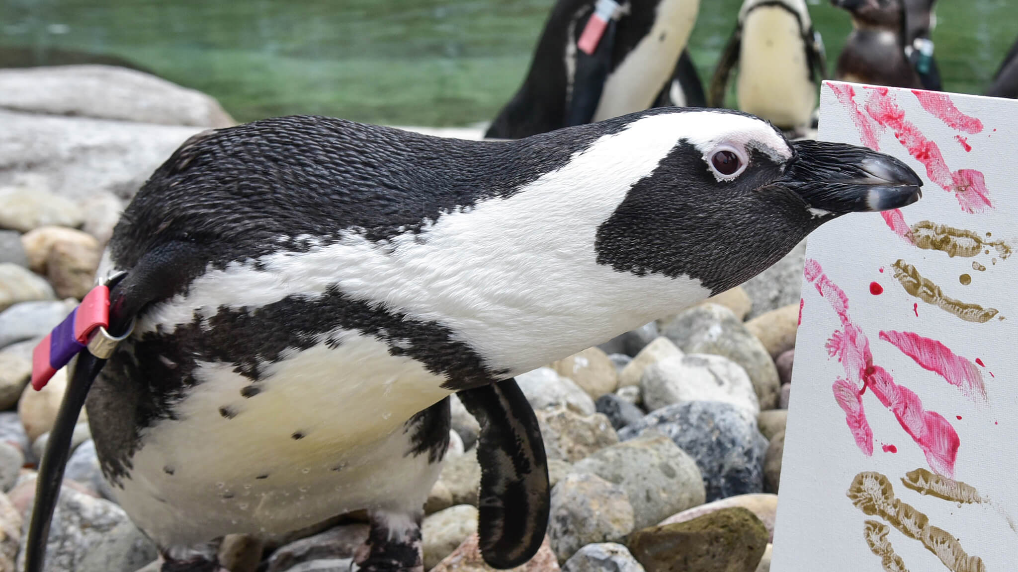 african penguin next to a painted canvas