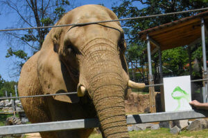 elephant posing next to a trunk painting