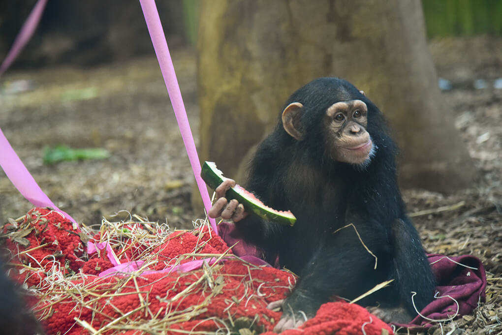 baby chimp eating watermelon