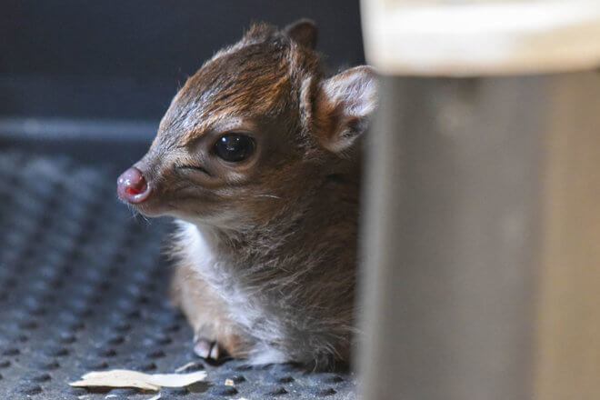 baby blue duiker laying down in habitat