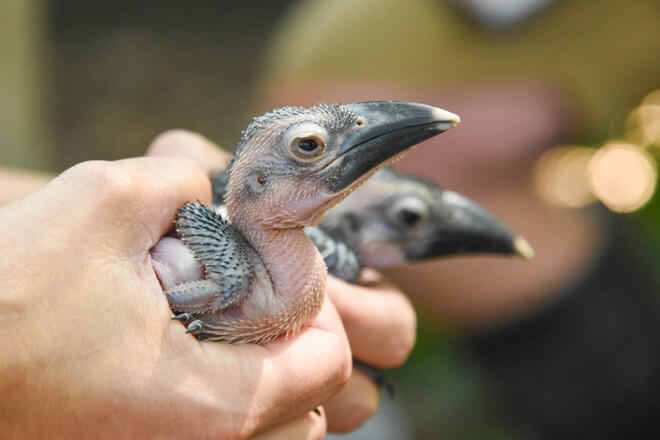 staff holding hornbill chicks