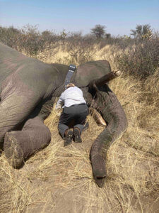 elephant lying in field with man