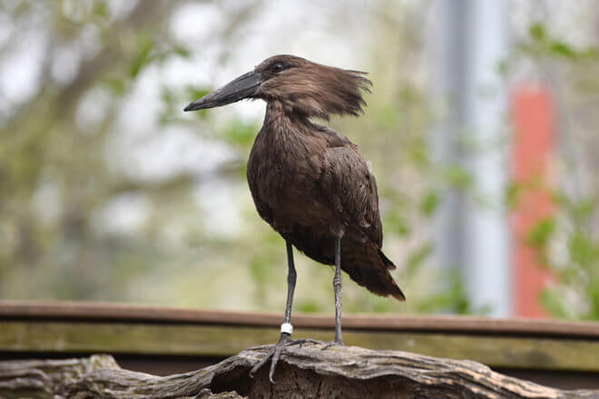 hamerkop standing on railing