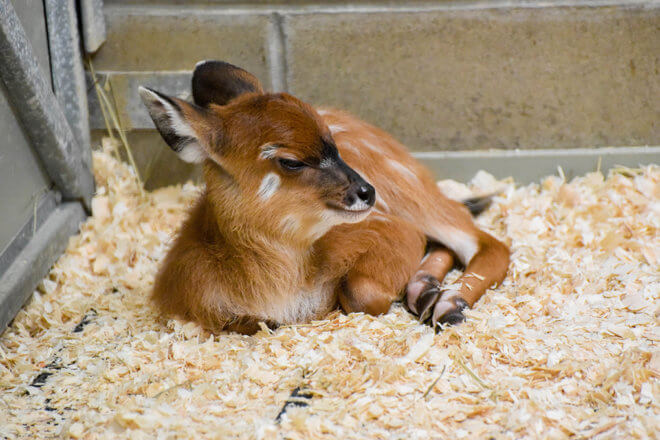 sitatunga calf lying down