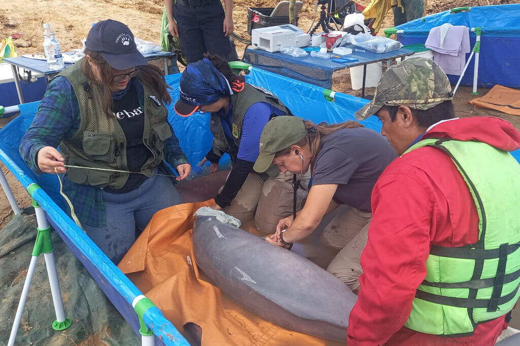 team holding dolphin in water