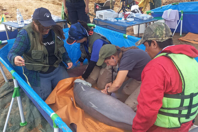 team holding dolphin in water