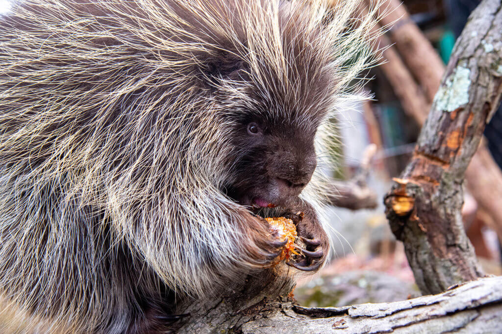 north american porcupine eating