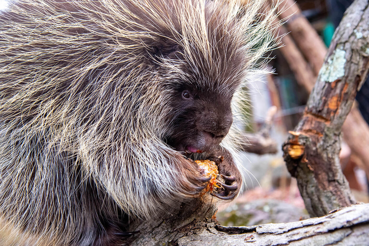 North American Porcupine | The Maryland Zoo