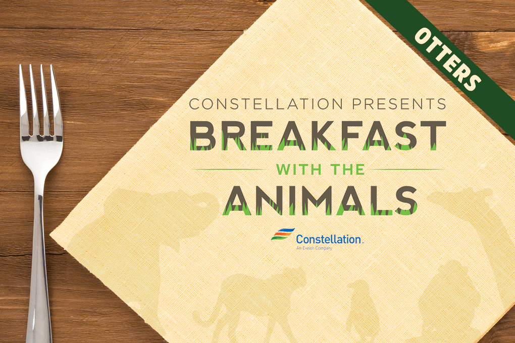 breakfast with the animals