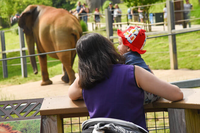 woman and child looking at an elephant