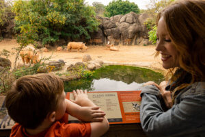 woman looking at child with rhinos behind