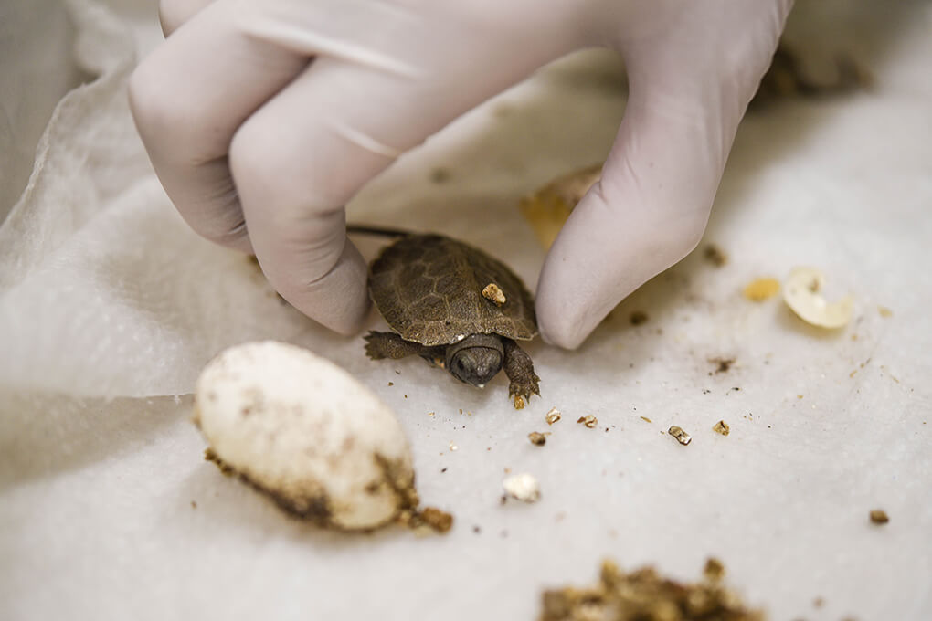 Zoo takes in 10 tiny turtles at conservation lab