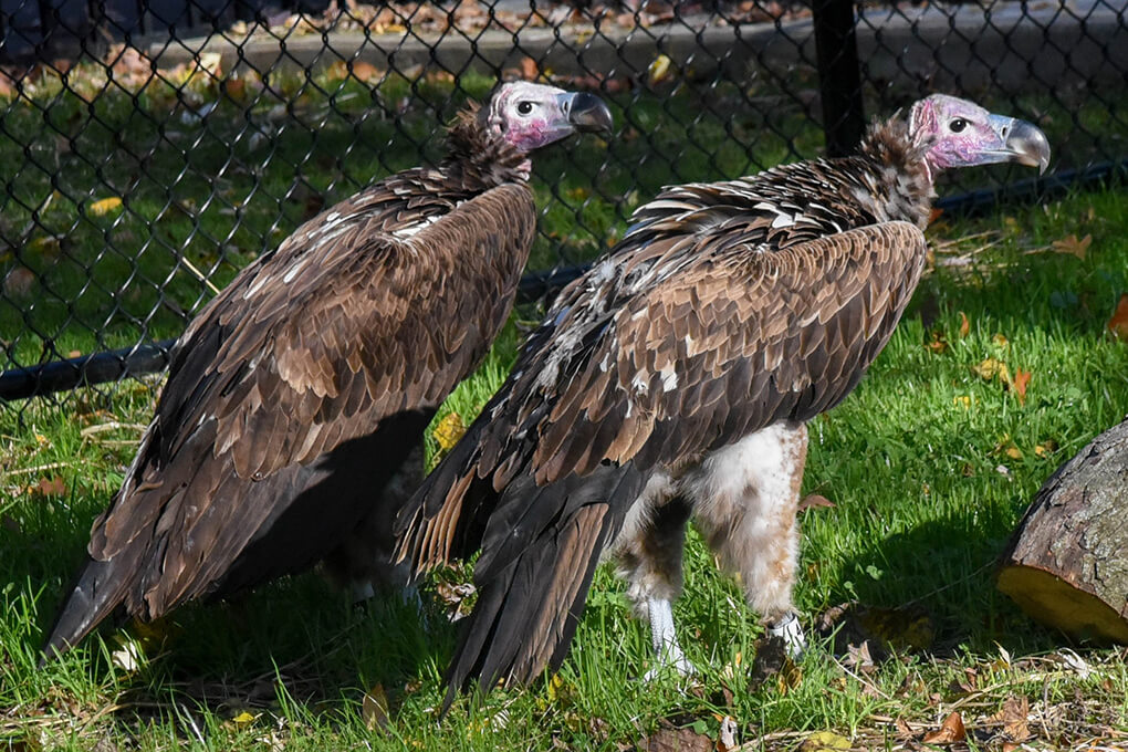 two vultures