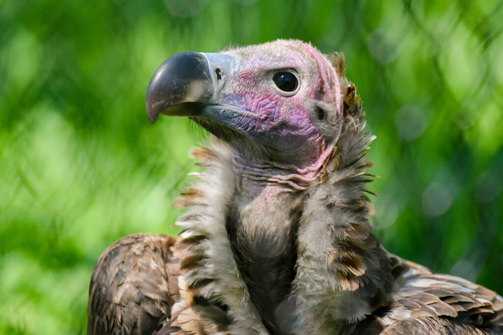 close up face of lappet faced vulture