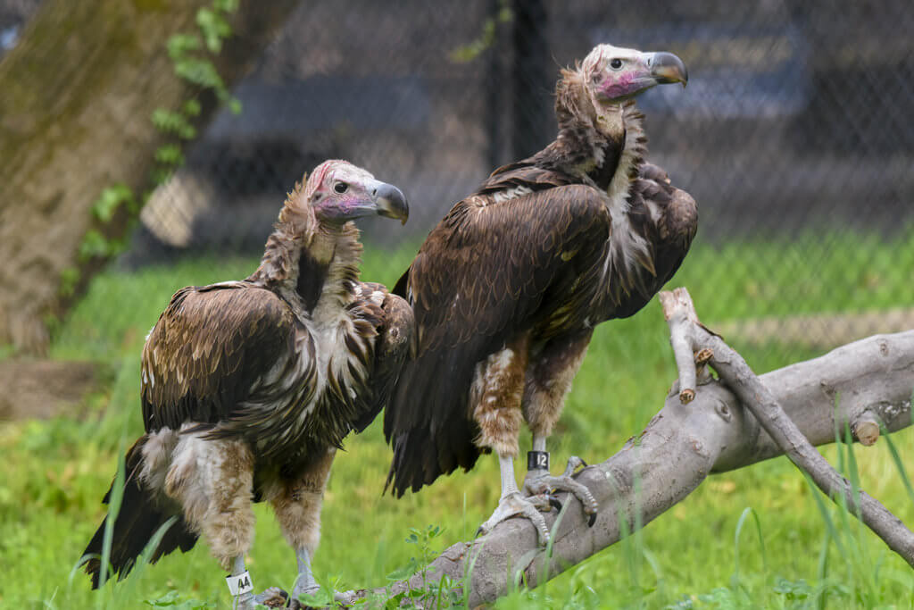 two lappet faced vultures in grass