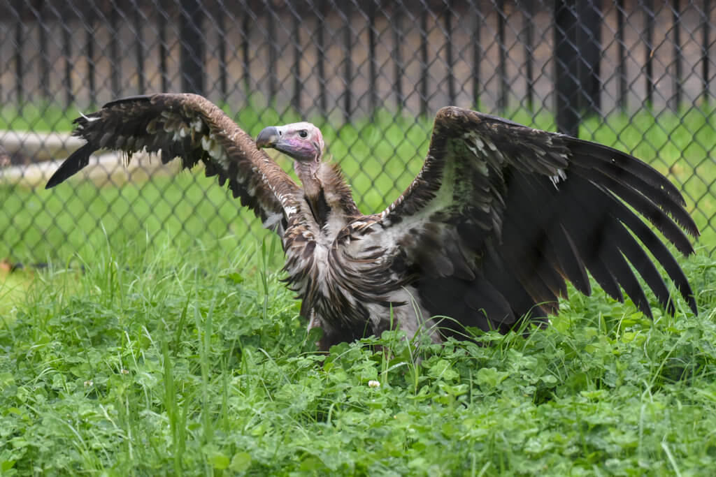 lappet faced vulture with wings extended