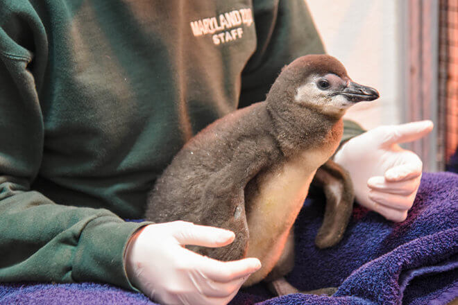 penguin chick in keeper's lap