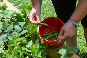 picking green beans from a planter