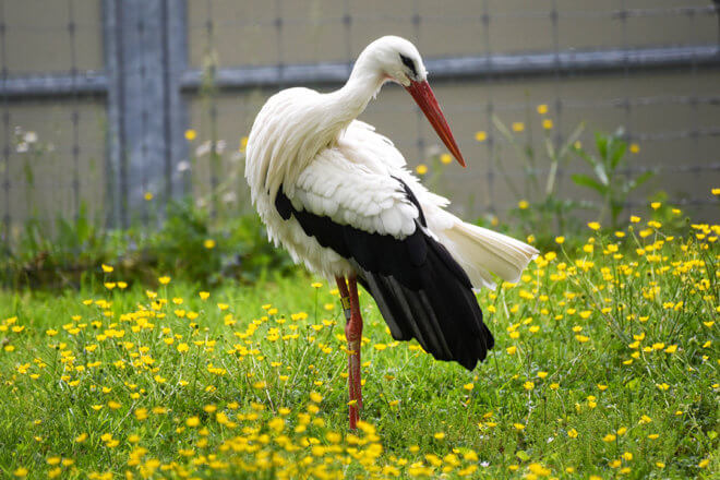 white stork