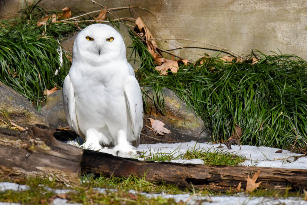 snowy owl on snowy grass