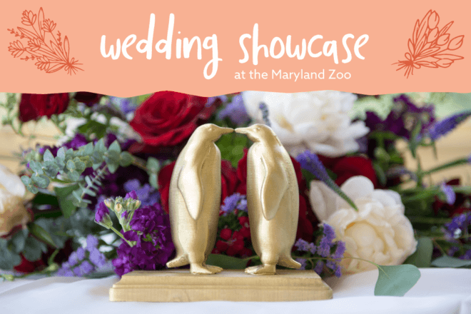 Wedding showcase at the maryland zoo
