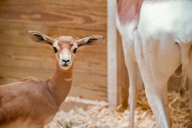 addra calf and mother