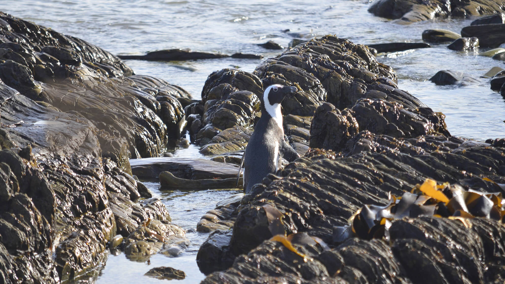 african penguin among rocks
