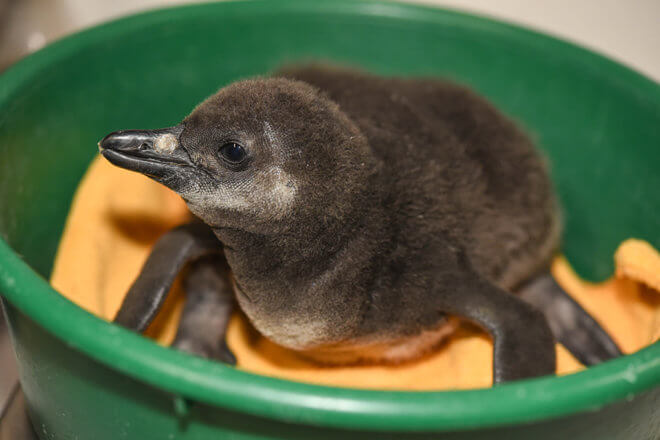 penguin chick on blanket