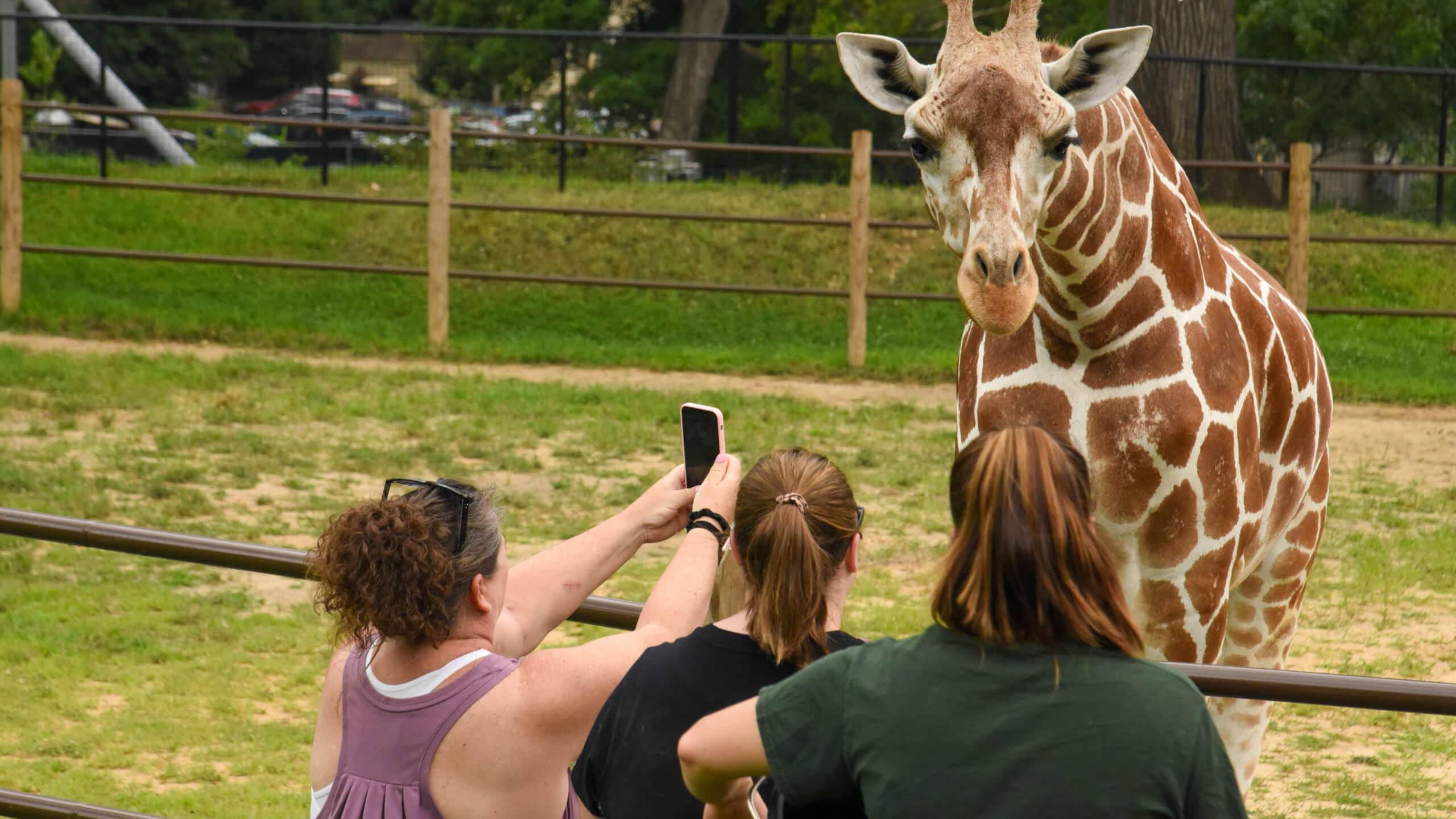 guests looking at giraffe