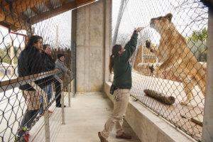 keeper training a lion with guests watching