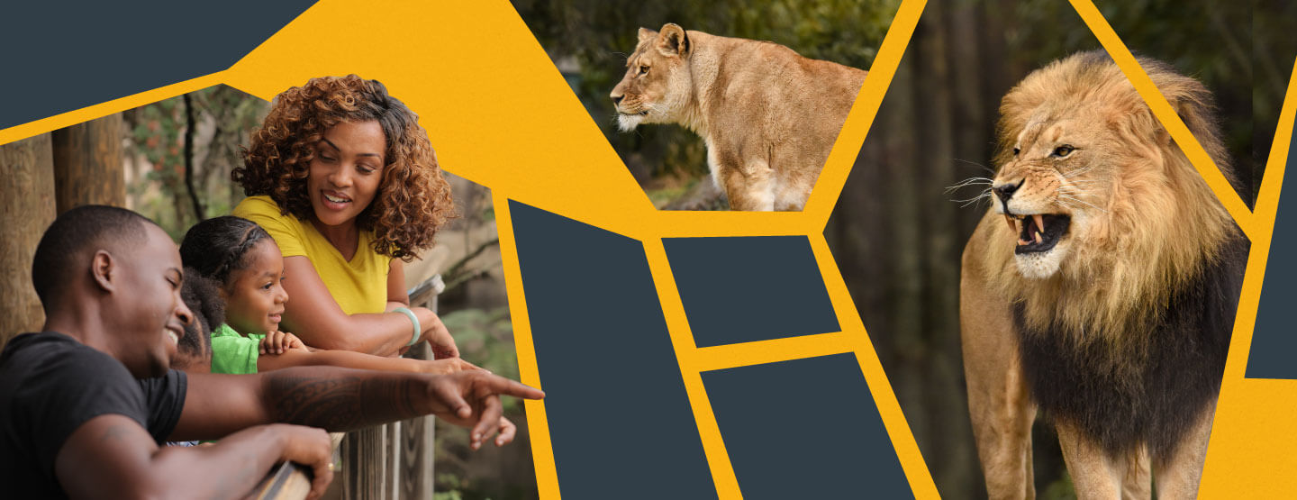 zoo guests pointing at lions