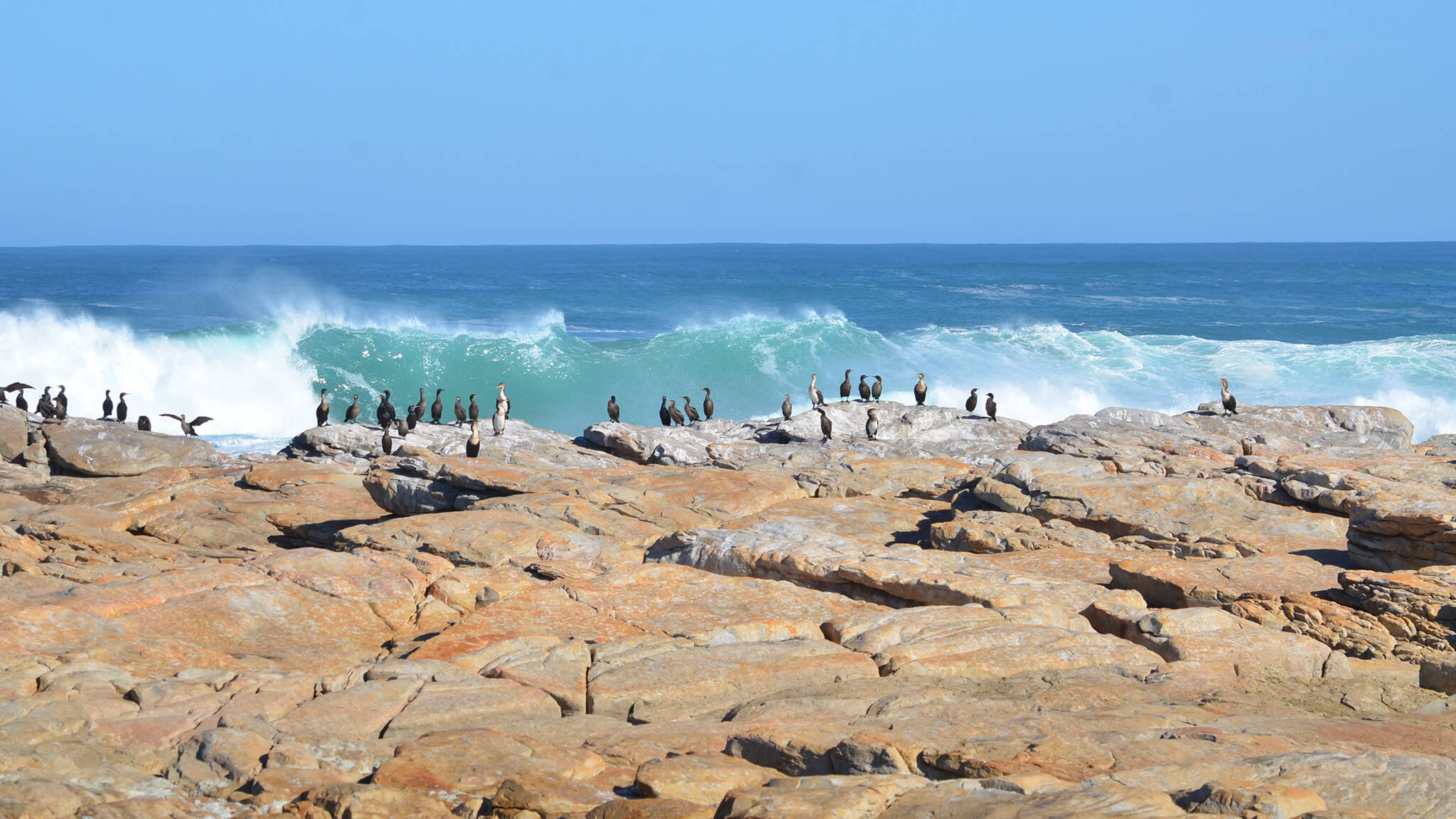 sea birds on rocks in front of crashing wave