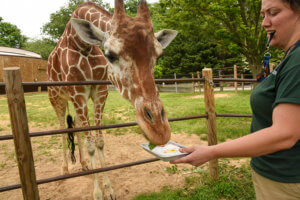 giraffe painting a canvas with mouth