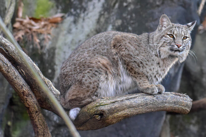 bobcat sitting on a branch