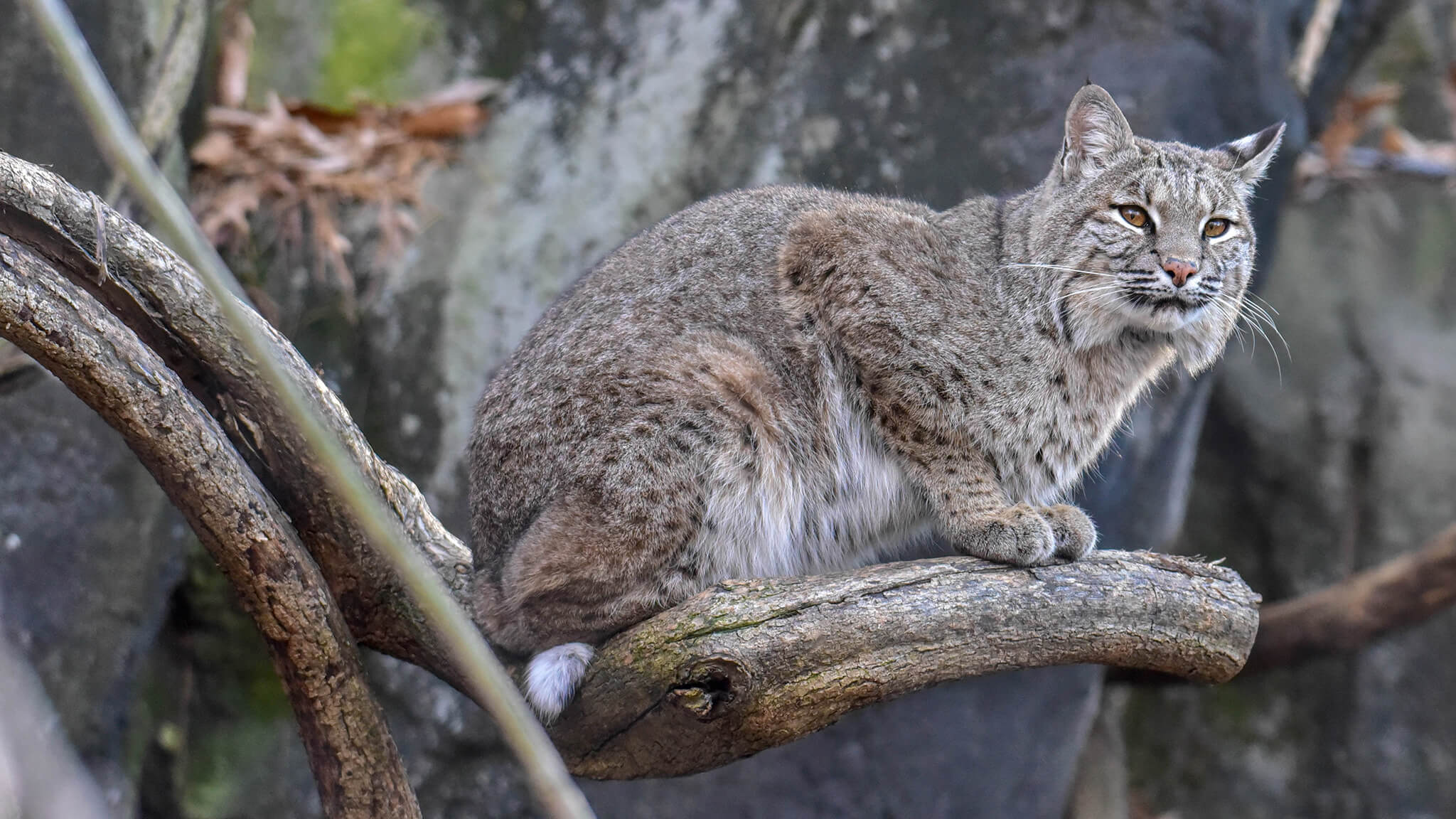 bobcat sitting on a branch