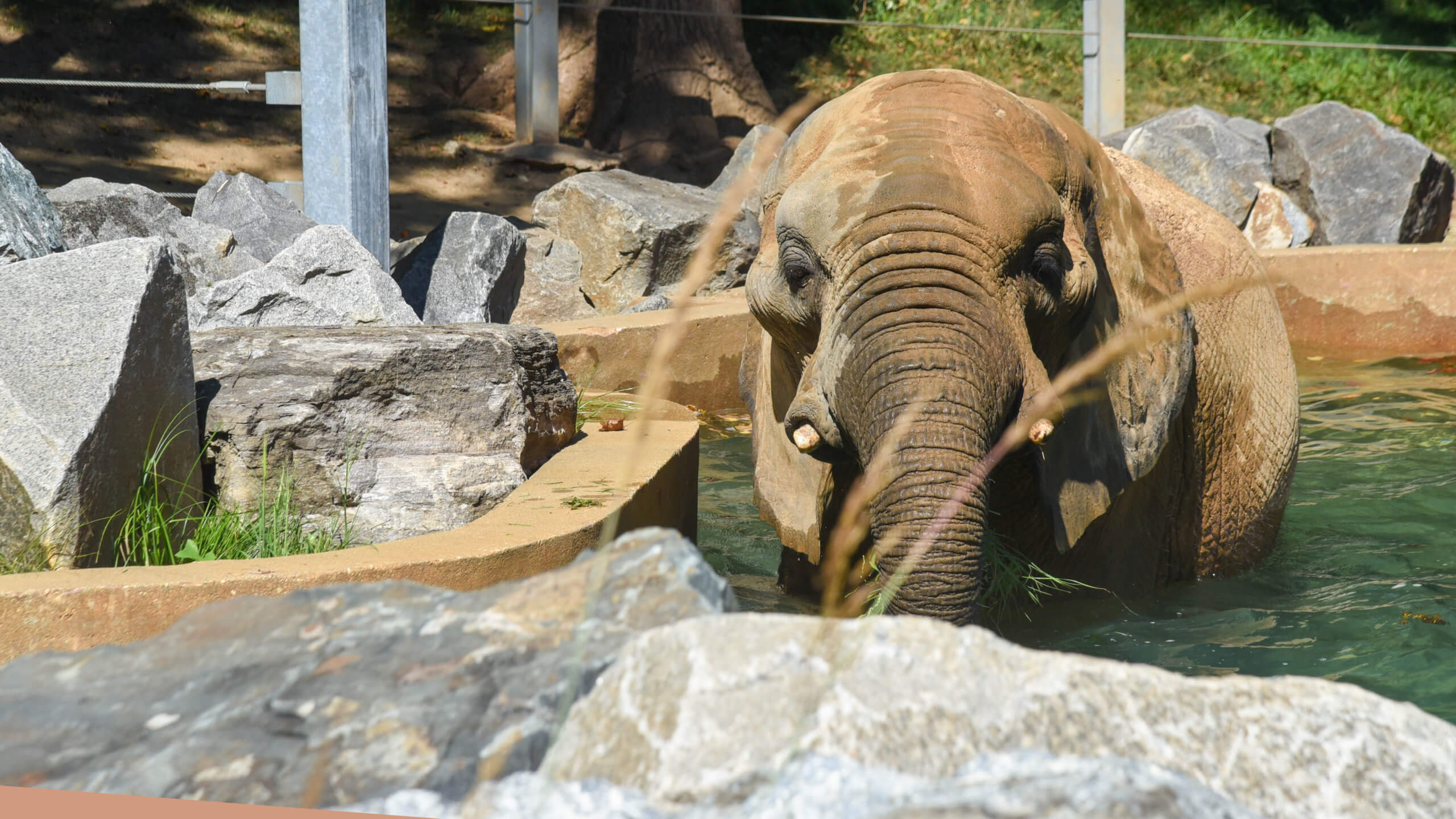 elephant in pool