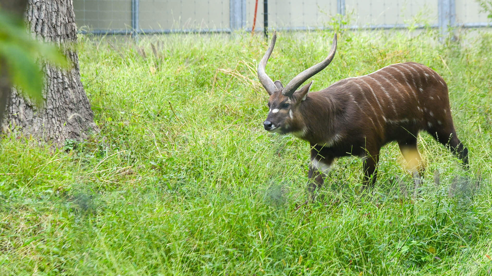 male sitatunga in tall grass