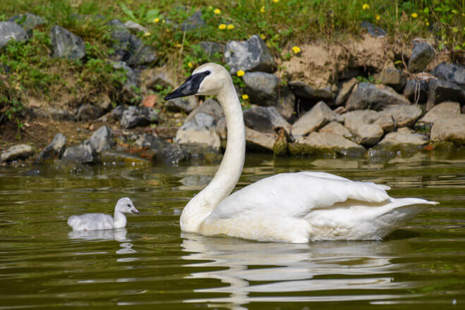 trumpeter swan parent swims near tiny cygnet