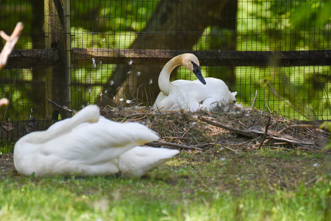 trumpeter swan pair with nest