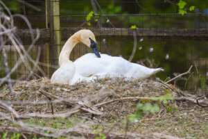trumpeter swan sitting on nest