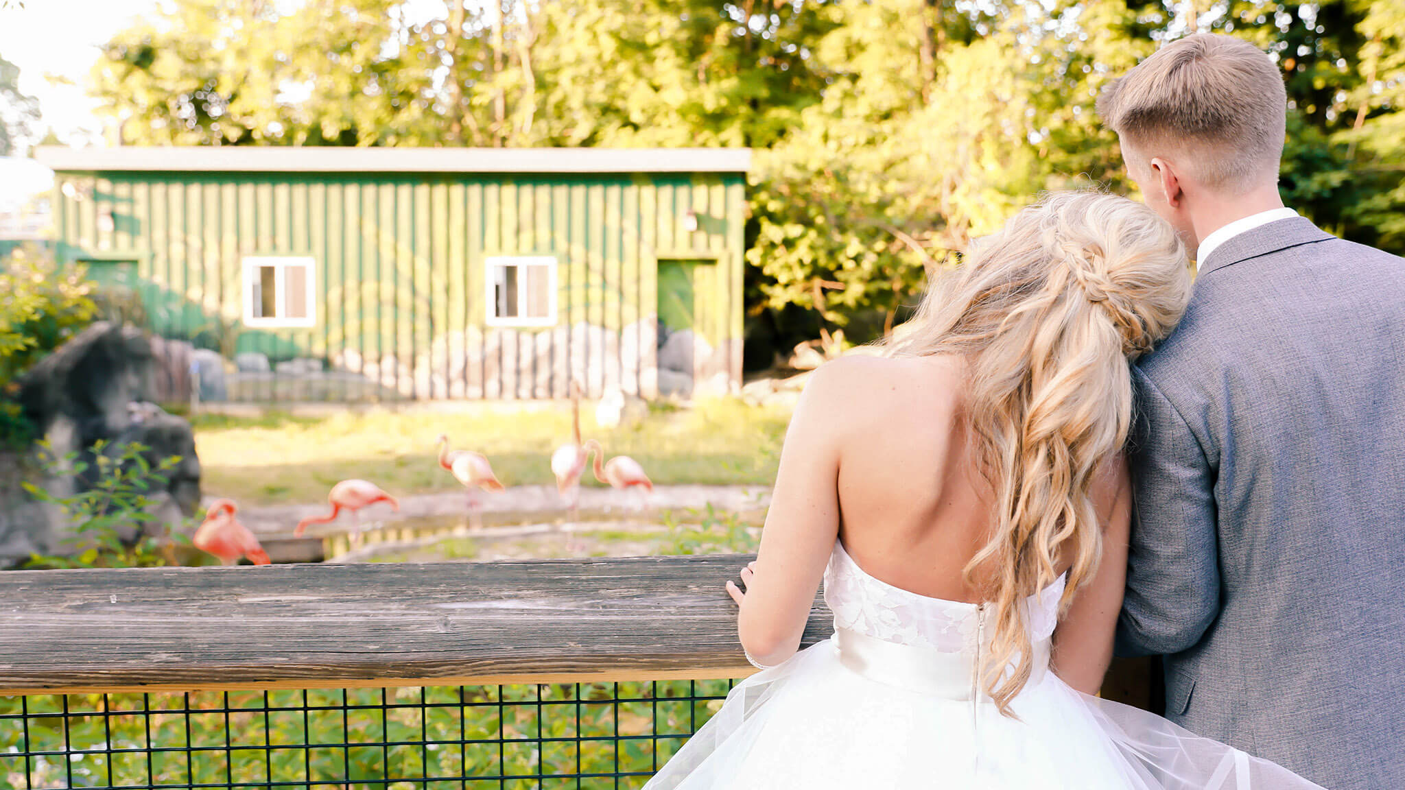 bride with head on groom's shoulder looking at flamingo habitat