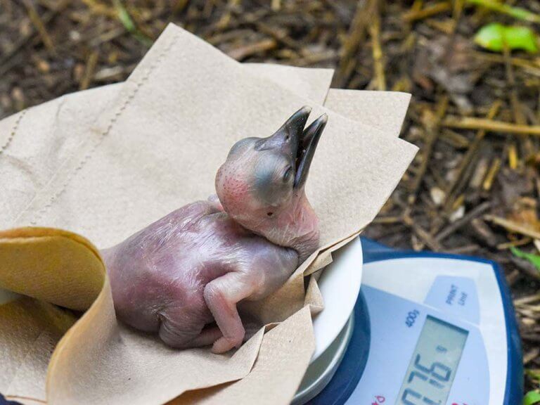 Northern Ground Hornbill Chick Hatches at Maryland Zoo | The Maryland Zoo