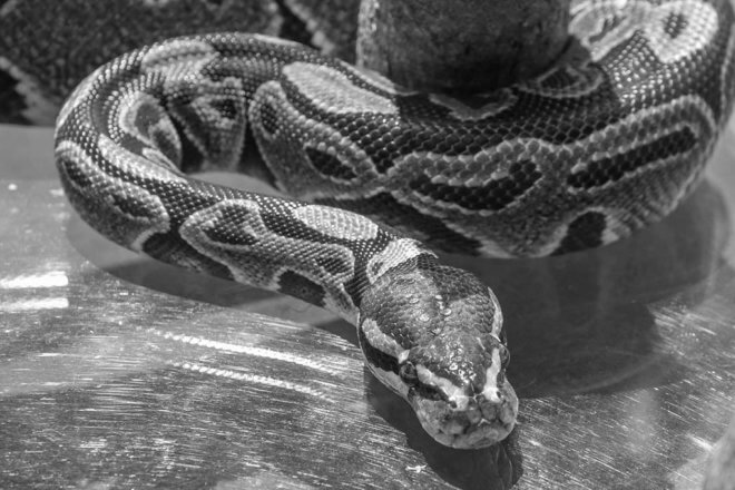 snake