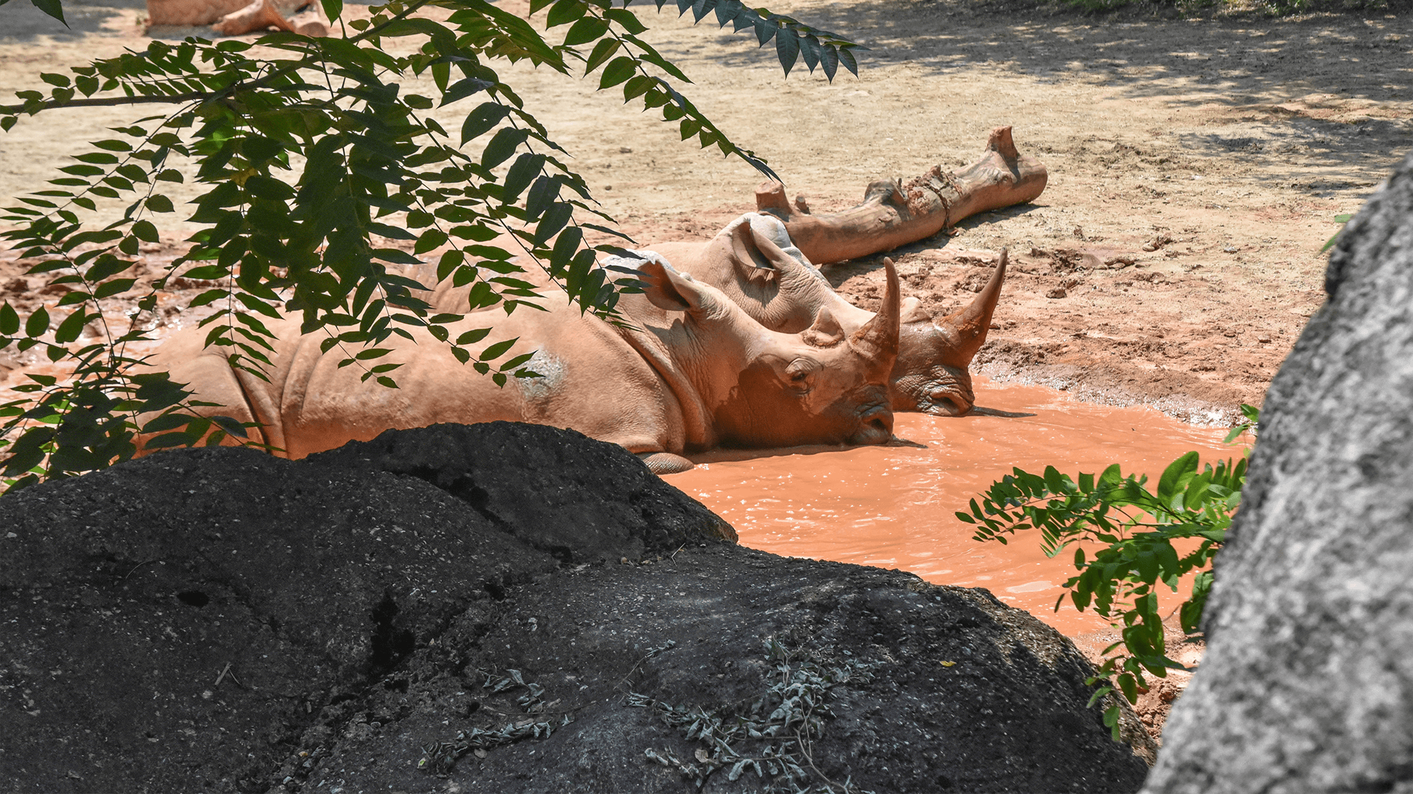 two rhinos lounge in a puddle of mud