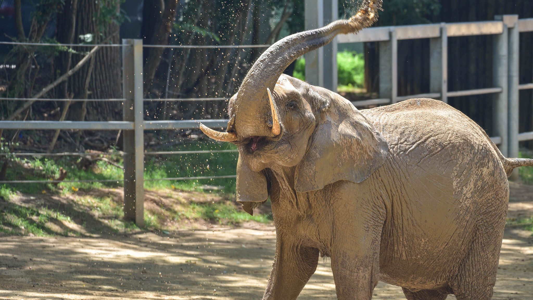 elephant spraying mud from trunk