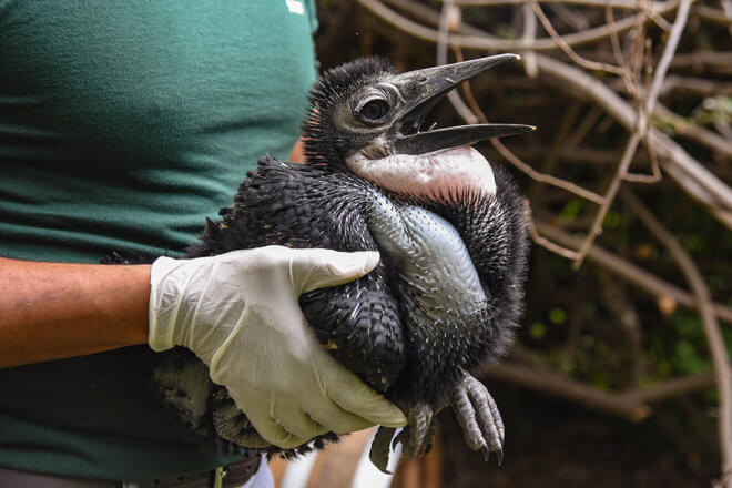 keeper holding hornbill chick